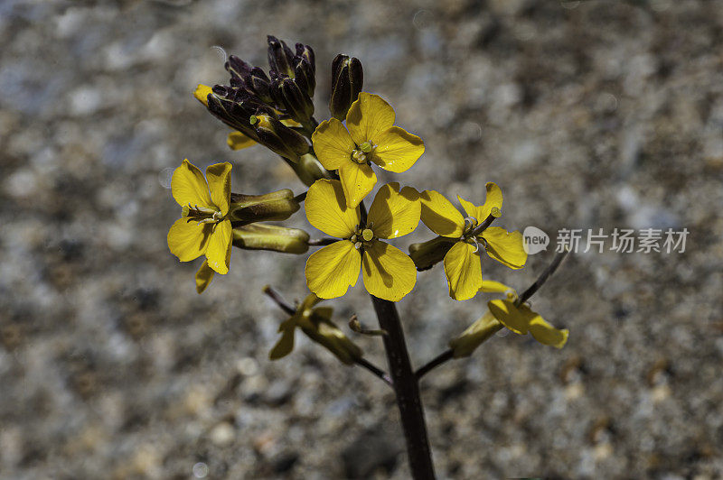 头状Erysimum capitatum是一种墙花，通常被称为沙丘墙花，西部墙花，或草原火箭。头状Erysimum capitatum变种头状。加州约塞米蒂国家公园。